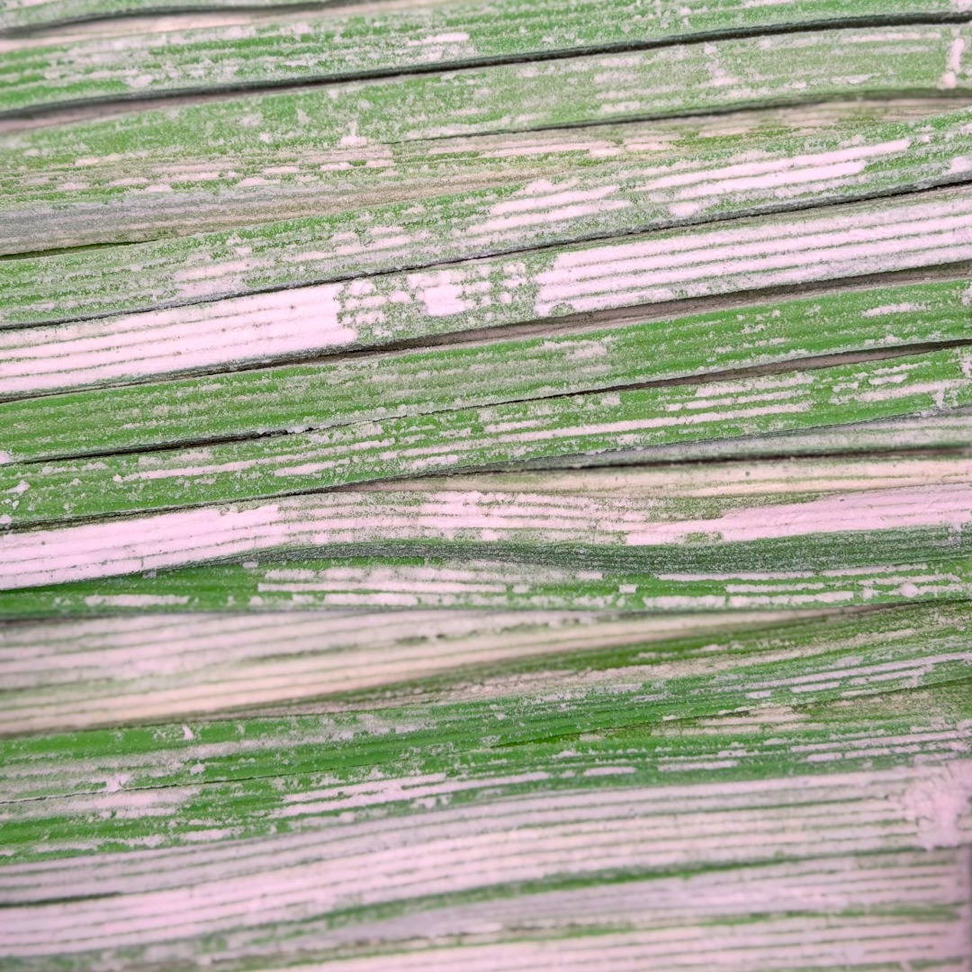 Watermelon Rayaditos