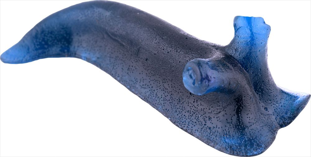 Giant Gummy Slug - Blue Raspberry